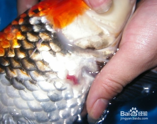 鱼缸有腥味怎么办