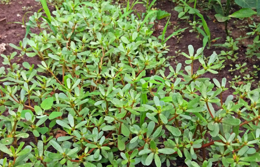 马齿苋的图片是什么样的