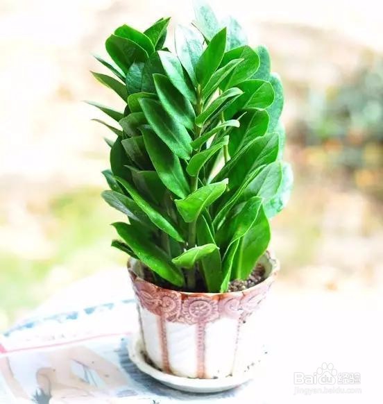 可以带来好运的植物 信不信先放了再说