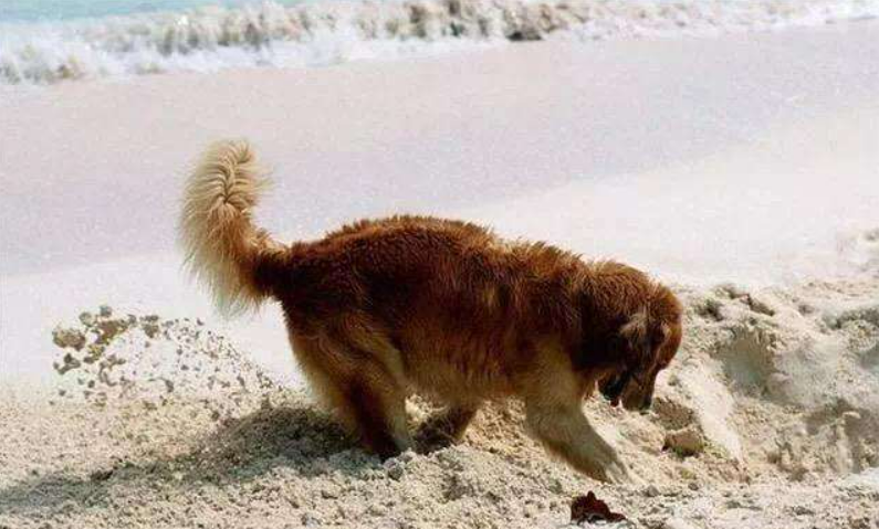 狗狗埋在土里2个月后会怎么样