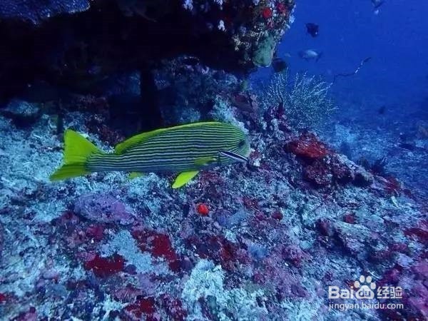 龙目岛，养在深闺人少识，一探方知若仙境
