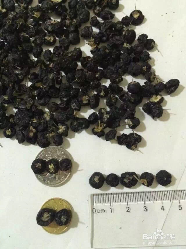 如何辨别黑枸杞是野生还是种植？