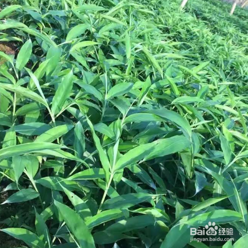 刚刚买的砂仁该如何养殖？