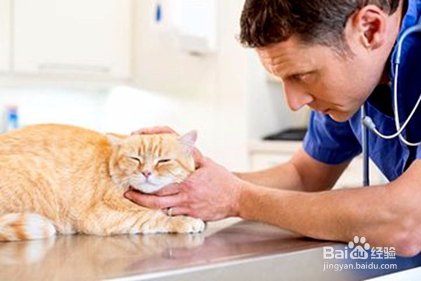 猫把针吃了怎么办