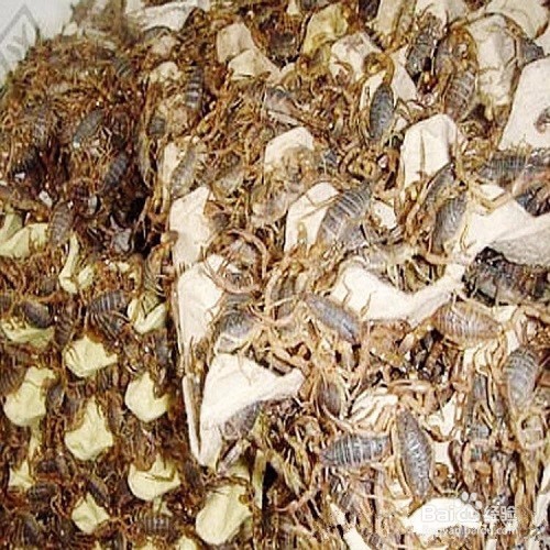 蝎子养殖 蝎子的价值和用处