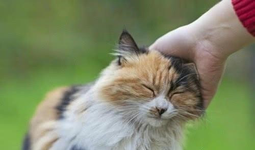 不给消防车让道怎么解决