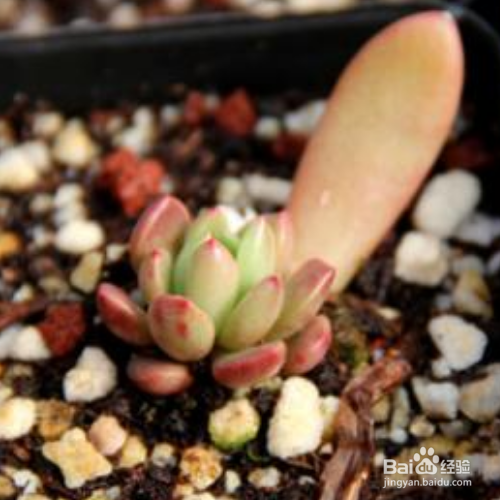 多肉叶插苗移盆步骤有哪些？