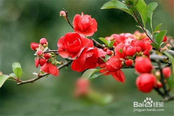 养海棠花的养殖技巧与注意方法