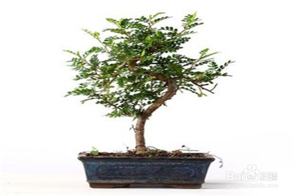 清香木养殖技巧与注意事项都有哪一些