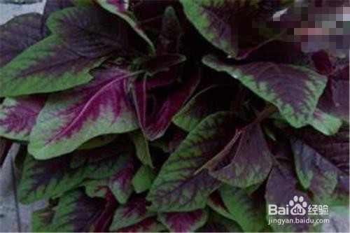 红苋菜怎么种植