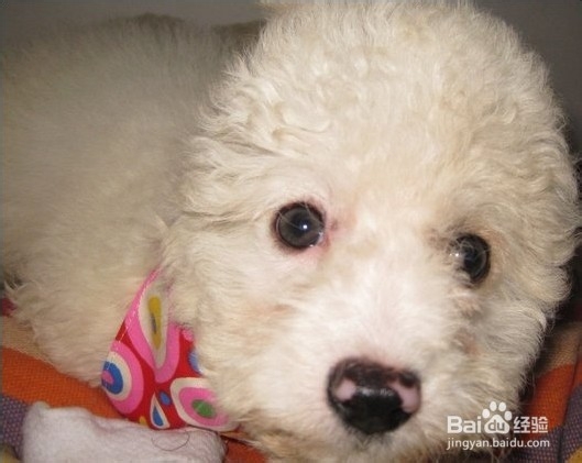 狗狗毛不好怎么办？嘴边毛黄怎么办？