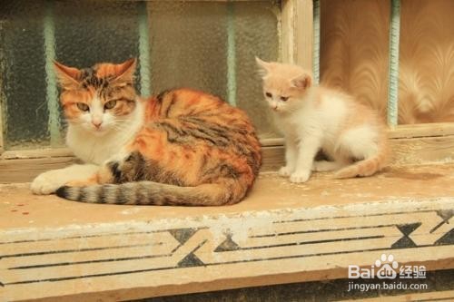 猫猫乱跑怎么办