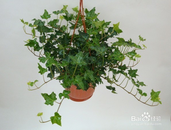 哪些植物去甲醛最好