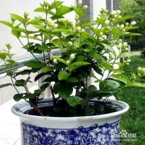 茉莉可以放在卧室吗