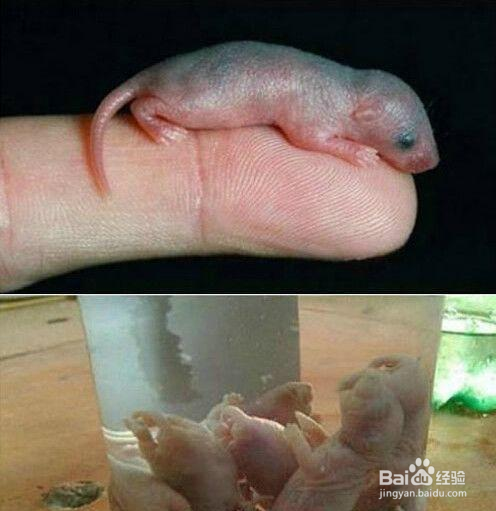 令人发指的黑暗界饮料有哪些？