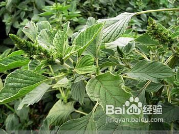 夏季减肥 边吃边瘦的秘密