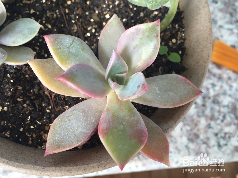 如何养好多肉植物初恋