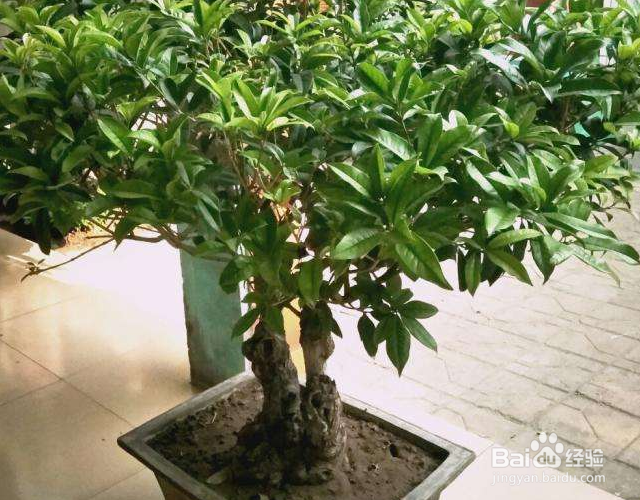 桂花冬天怎么过冬