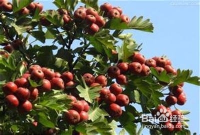 适合秋季养生食用的粥：[1]