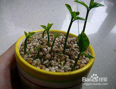 桂圆核怎么种植方法