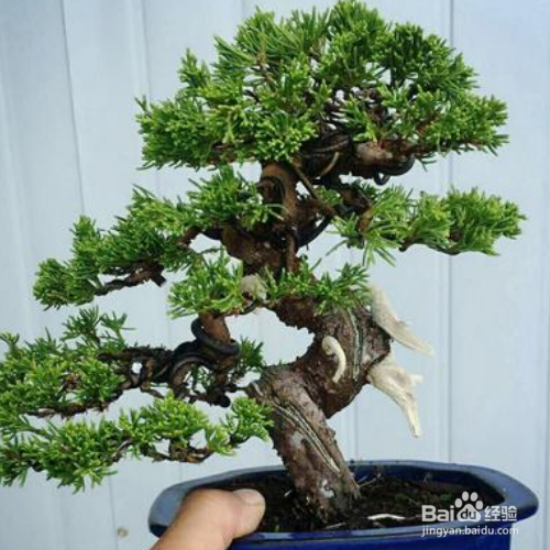 真柏盆景的培育方法和注意事项