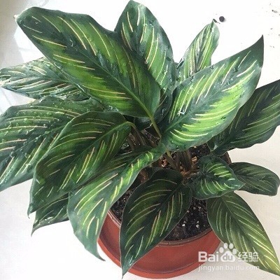 青纹竹芋的养殖方法