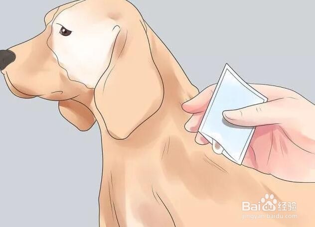 家狗被野狗咬了怎么办