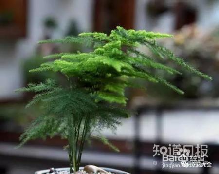 雾霾天,这20种花摆在家里最吸霾!