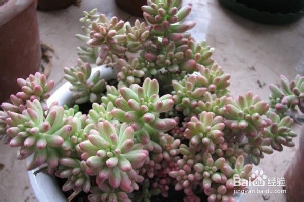虹之玉和虹之玉锦的区别