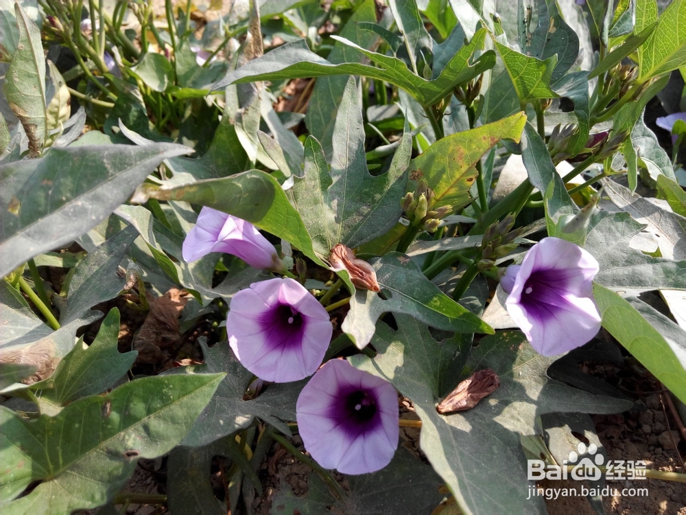 周末去哪里——带孩子去田间走走