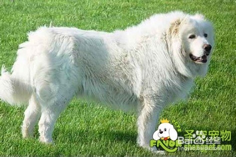 饲养大白熊犬的注意事项有哪些 百度经验