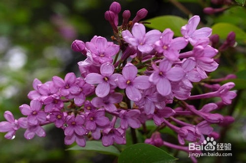 丁香花的养殖方法和注意事项