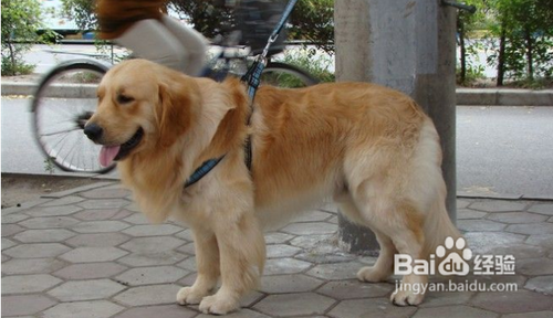 金毛犬尾巴的语言