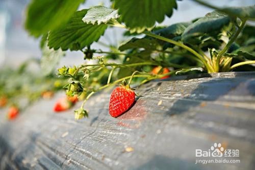 草莓如何种植呢？
