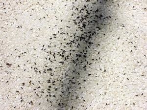 夏天如何防止和驱除蚊虫叮咬