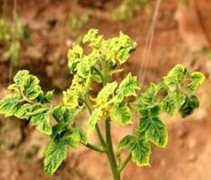怎样防治番茄黄化曲化病毒病