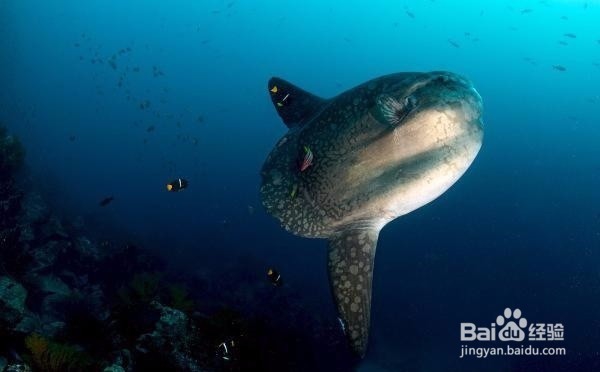 蓝梦岛酒店攻略