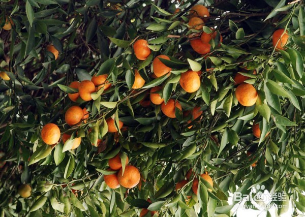 金钱桔怎样做可以治咳嗽