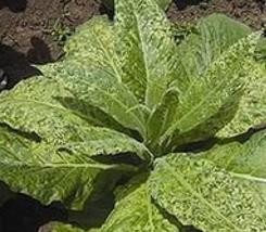 植物上常见病毒病及其防治办法