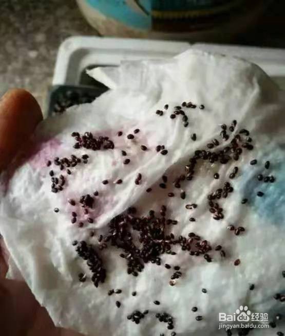 挖勺猕猴桃扔土里,7天变身毛茸茸叶子盆栽