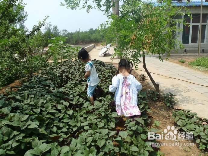 端午假期第二天