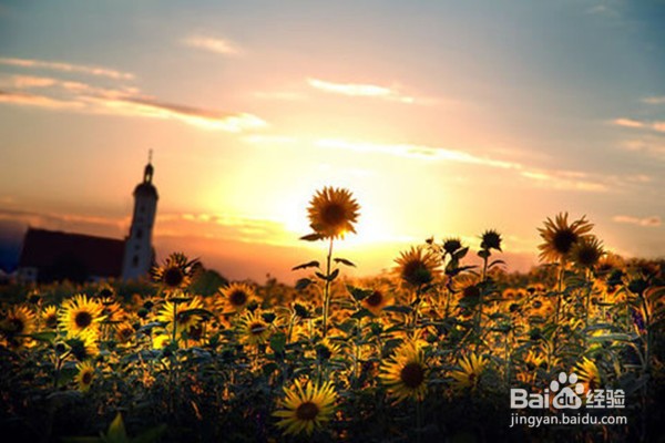 如何尊重幼儿学习与发展的整体性