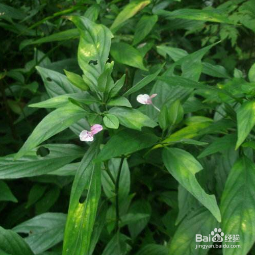 九头狮子草的培育方法和注意事项