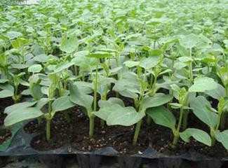 西瓜嫁接后怎么判断是活了