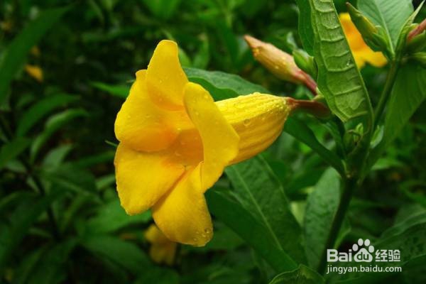 黄钟花的养殖及注意事项