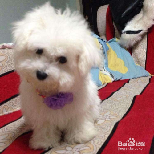 如何判断狗狗是否怀孕了?