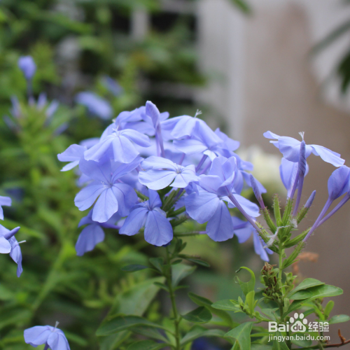 蓝雪花盆栽怎么养殖？