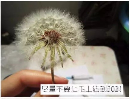 自己动手DIY一个蒲公英透明树脂，好漂亮！