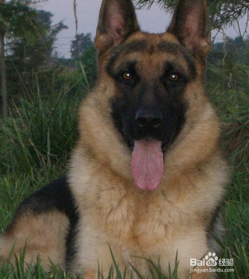 德国牧羊犬训练方法