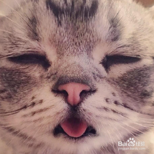 猫咪身上有什么样的味道